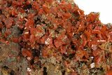 Fiery Red Wulfenite Crystal Cluster - Kuruktag Mountains, China #337087-1